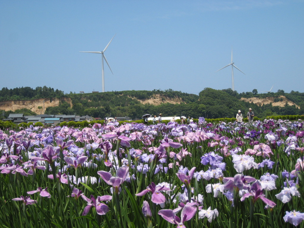 あわら北潟湖畔花菖蒲まつり