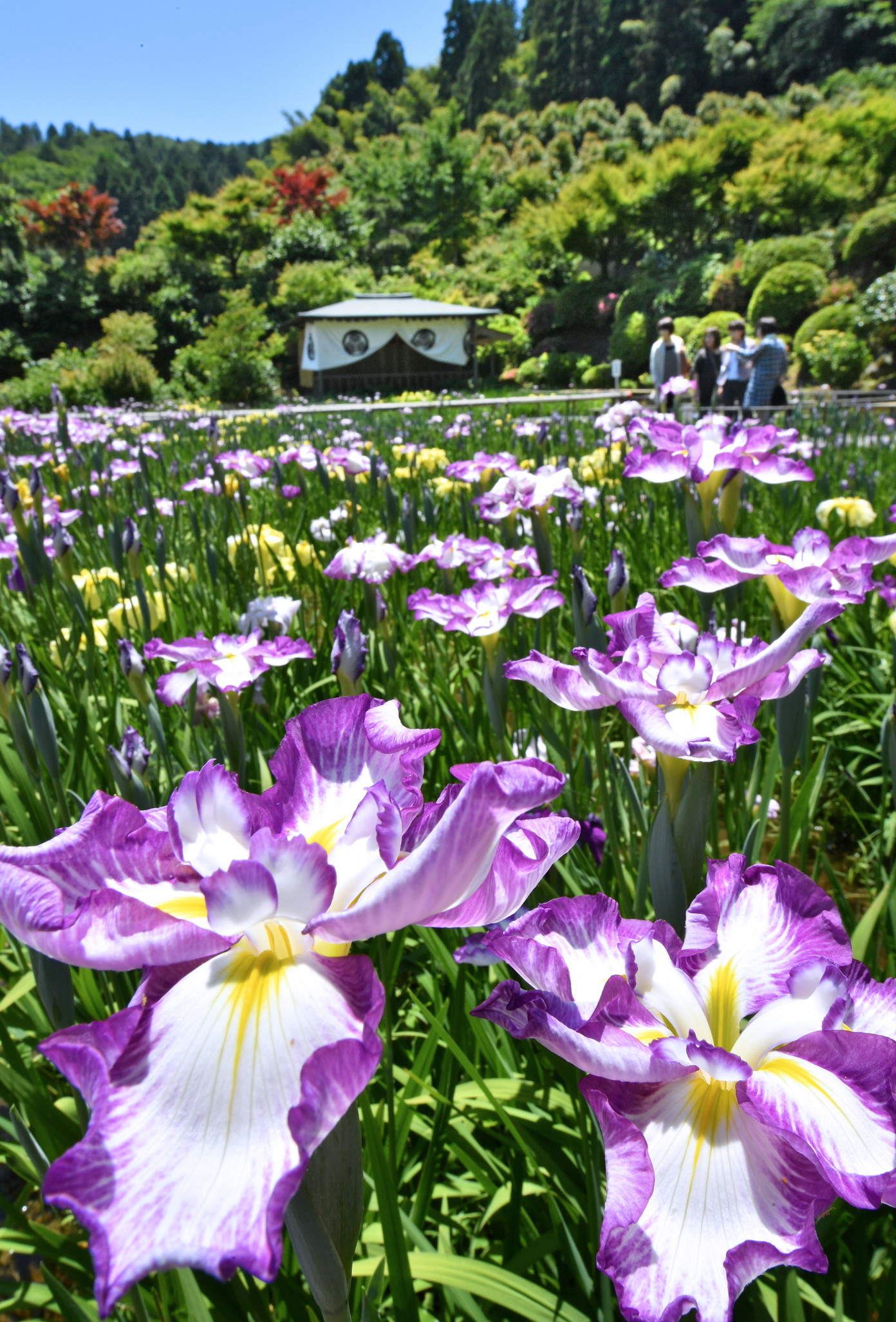 花菖蒲祭